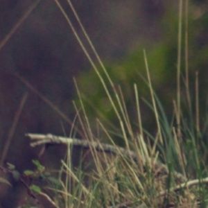 Meet your Posher, Jackson